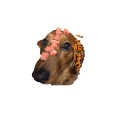[LINEスタンプ] 愛犬ニッチ