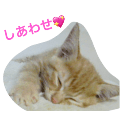 [LINEスタンプ] ちゃとる と こてつ