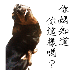 [LINEスタンプ] Sausage dog bling bling love to speak