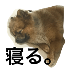 [LINEスタンプ] かつおくん1