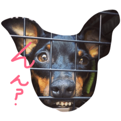 [LINEスタンプ] ミニピンロッティ