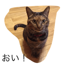 [LINEスタンプ] kirari cat