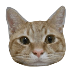 [LINEスタンプ] 茶トラのレオ(ねこ)