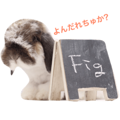 [LINEスタンプ] ふわふわ犬うさぎのふぃぐちゃん 2017夏〜1