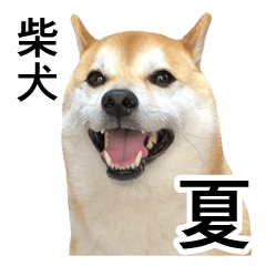 [LINEスタンプ] 柴犬の写真スタンプ4【夏】