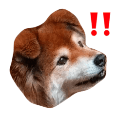 [LINEスタンプ] とりあえずうちのこで 2