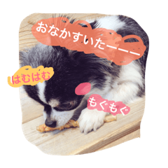 [LINEスタンプ] オレオくんの日常で使えるスタンプ