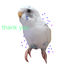 [LINEスタンプ] 可愛いインコ！ワンコ！