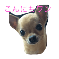 [LINEスタンプ] クリス