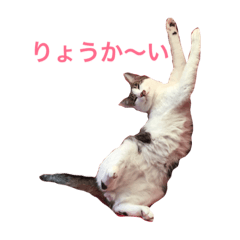 [LINEスタンプ] うちのにゃんこの日常