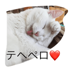 [LINEスタンプ] ブラン猫スタンプ①
