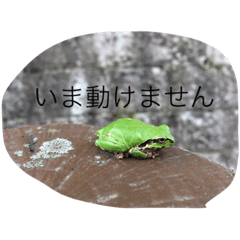 [LINEスタンプ] リアルカエルおまけ付き