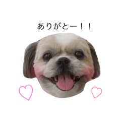 [LINEスタンプ] 愛犬「ひめ」