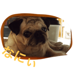 [LINEスタンプ] パグのあんころ