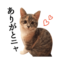 [LINEスタンプ] うちのピケちゃん(使える編)
