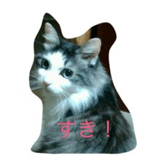 [LINEスタンプ] 愛猫 キャンディ