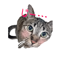 [LINEスタンプ] セバスチャンのスタンプ