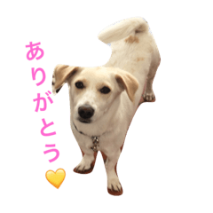 [LINEスタンプ] 番犬アイビー