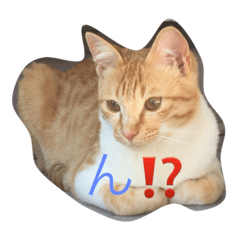 [LINEスタンプ] ネコ、ねこ
