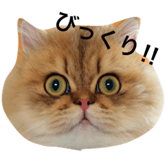 [LINEスタンプ] しー太です。