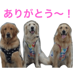[LINEスタンプ] ゴールデンレトリバー SOLAMO
