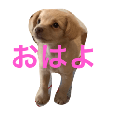 [LINEスタンプ] ジョージスタンプ