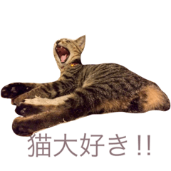 [LINEスタンプ] 猫の むぎ