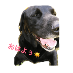 [LINEスタンプ] 黒ラブのインディー