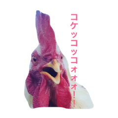 [LINEスタンプ] しあわせたまご 雄鶏！荒ぶる！ver.1