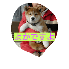 [LINEスタンプ] よく使う熊本弁 わんちゃん編 dogの画像（メイン）