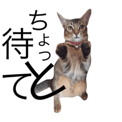 [LINEスタンプ] 猫s