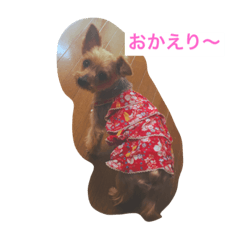 [LINEスタンプ] ヨーキーのミニちゃんルルちゃん