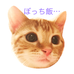 [LINEスタンプ] ねこのいるせいかつ