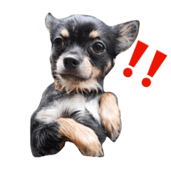 [LINEスタンプ] チワワのTed＆Kuma