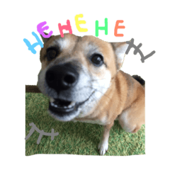 [LINEスタンプ] 私の愛犬 ちい