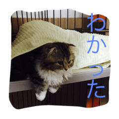 [LINEスタンプ] ぼく♀の日常①