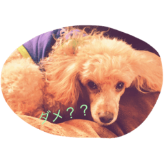 [LINEスタンプ] ころころこころ