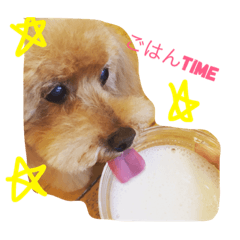 [LINEスタンプ] トイプードル クリームちゃん1