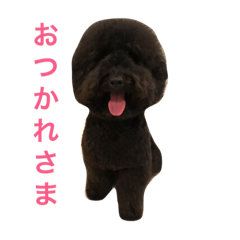 [LINEスタンプ] トイプードル ジジとマロ