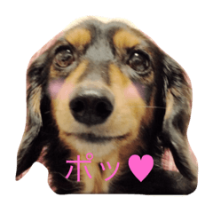 [LINEスタンプ] 毎日むさこ