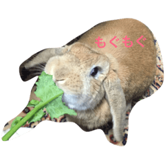 [LINEスタンプ] うさぎのぷーちゃん☆