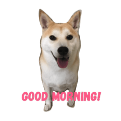 [LINEスタンプ] Luffy the shibainu daily life