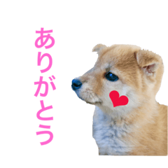 [LINEスタンプ] 柴犬の一言