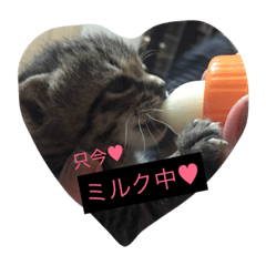 [LINEスタンプ] ぼく と にゃんにゃん