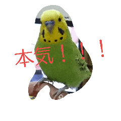 [LINEスタンプ] セキセイインコのラムネ