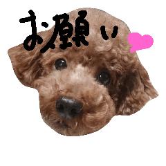 [LINEスタンプ] 毛もののまなざし