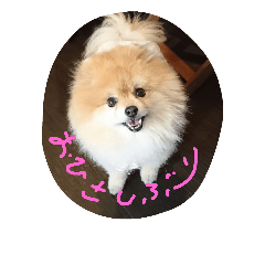 [LINEスタンプ] ポメラニアンのぶりっこプリンちゃん