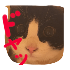 [LINEスタンプ] ねこスタンプ其の壱