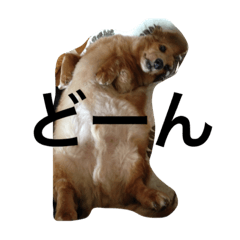 [LINEスタンプ] はっぴー♡わんこ