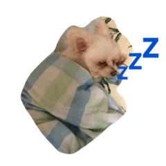 [LINEスタンプ] bico
